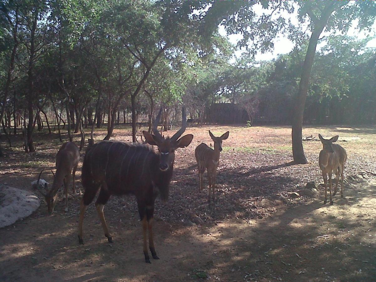 Chalé Sondela Nature Reserve & *